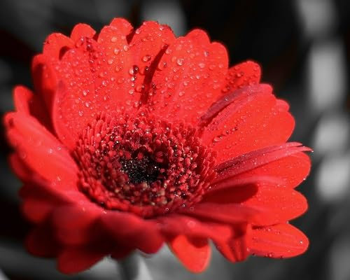 80 graines de fleurs de gerbera fraîches et neuves