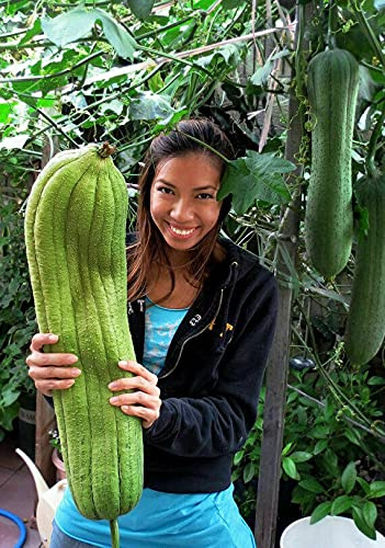 SeedsUP - 10+ Seeds Dishrag Gourd (Smooth Luffa, Sponge, Rag) Long - Vegetable Green