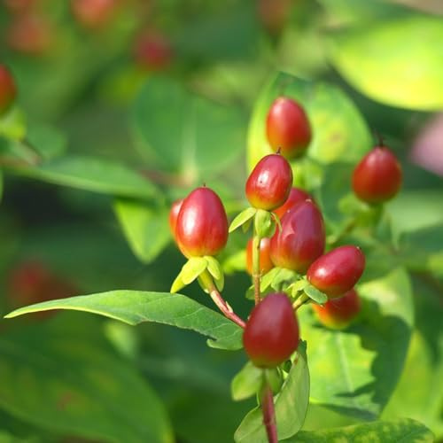 24 x Johannesört - Hypericum calycinum Kruka 9x9cm, för 3m² : Lättskött Johannesört för soliga till halvskuggiga lägen.