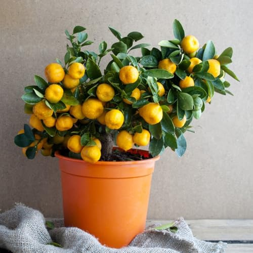 400 Pc Semillas De Mandarino - Semillas De Frutas, Decoración De Jardín Para Exterior Semillas Resistentes De Naranjo, Decoración De Árboles Frutales, Regalos Sostenibles Árbol Bonsái,