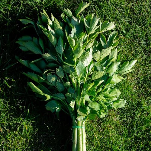 Semi di levistico - aromatiche biologici copertura del terreno, perenne semi di culinarie prodotti sostenibili 100pcs