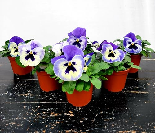 POWERS TO FLOWERS - VIOLE DEL PENSIERO, VIOLA PANSE', VIOLA A FIORE GRANDE AZZURRA CELESTE CON OCCHIO, VASO 10,5 CM DIAMETRO, SET 6 PIANTE, piante vere