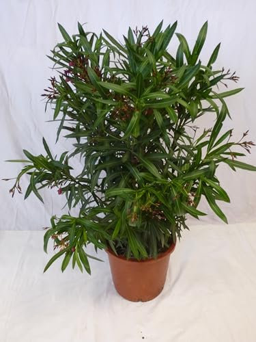 [Palmenlager] - XL Oleander 120 cm - Strauch - ROT - Pot 34 cm Ø - Nerium oleander - mediterrane Pflanze