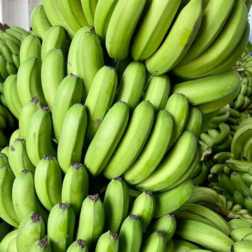 semi di banane - banane - resistenti all'inverno per balconi di banana, balcone di pilastro, 10pcs