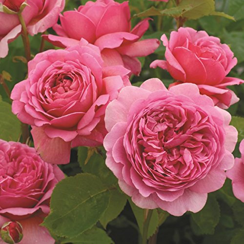 Englische Rose Princess A. of Kent im 7 Liter Rosentopf