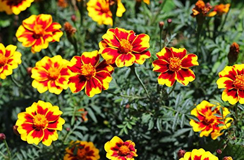 FRANCESE Marigold - FAVOURITTE MARIETTA - 250 semi - Tagetes patula nana