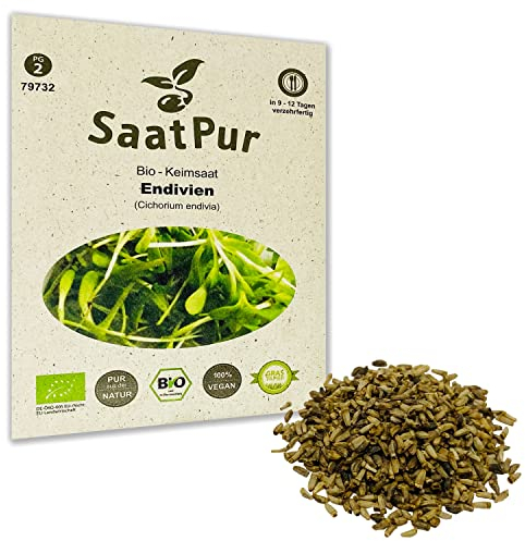 Endivien BIO Keimsprossen von SaatPur - Sprossen, Microgreens - 20g