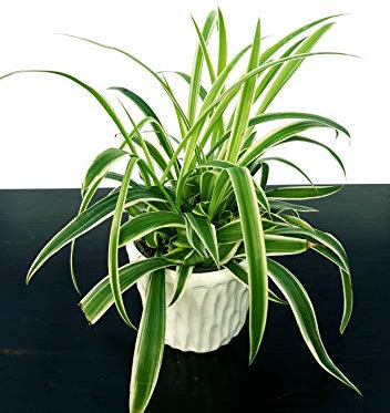 POWERS TO FLOWERS - CHLOROPHYTUM, FALANGIO VASO 12cm IN VASO CERAMICA BIANCO, pianta vera