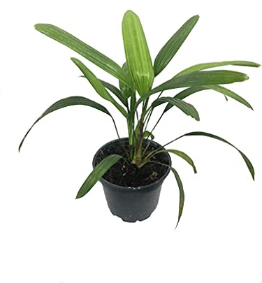 Lady Palm - Live Plant in a 4 Inch Growers Pot - Rhapis Excelsa - Beautiful Clean Air Indoor Outdoor Houseplant