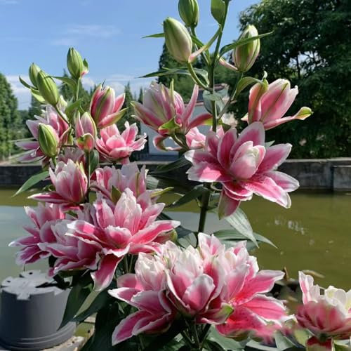 6 pcs lilien zwiebeln kaufen - Lilium brownii - winterharte kübelpflanzen, nachhaltige geschenke für frauen riesenlilien baumlilien winterhart knollen deko pflanzen, winterharte stauden