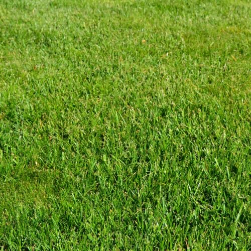 2,5 kg Gebrauchsrasen mit 35% Poa supina - Mähroboter - Grassamen - Premium Rasensamen Poa supina - Neunalage - Nachsaat