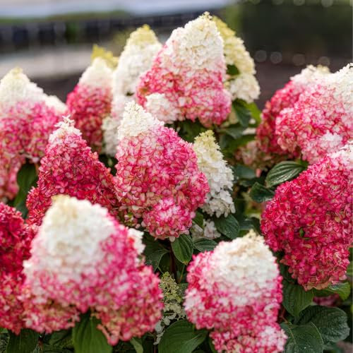 FLORIUM Hortensias Paniculata Red Velvet (3 plantas) Hortensias resistentes al invierno, hortensias perennes reales de Holanda, plantas perennes grandes para plantaciones de jardín y macetas (sin