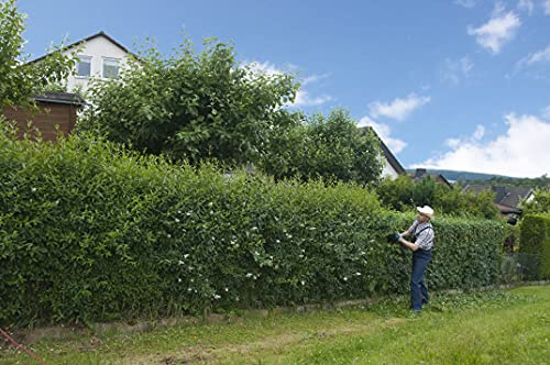 25st.Liguster ovalifolium 80-120cm ohne Topf gemessen | Liguster ovalifolium – Immergrüne Heckenpflanze | Robust, schnittverträglich & winterhart | Dichte, pflegeleichte Sichtschutzhecke