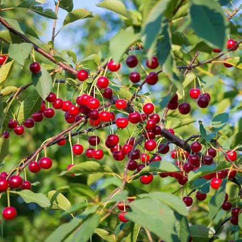 35 piezas semillas de decoración cerezo - Las de jardín son resistentes cerezo ornamental columnar, cereza columnar