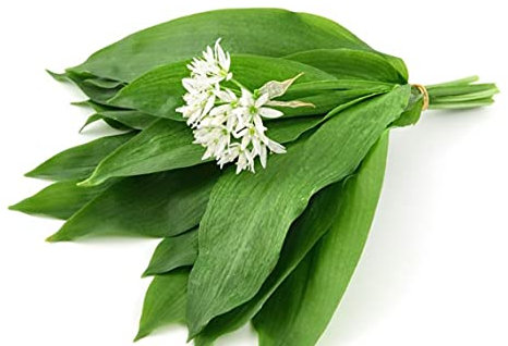 50 Graines d'Ail des Ours - culture jardin aromatique ancien- semences paysannes reproductibles - SemiSauvage