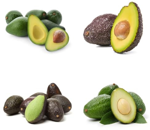 semi di avocado biologici di avocado da fresca, decorazione da giardino all'aperto da colonnari giardino 25pcs