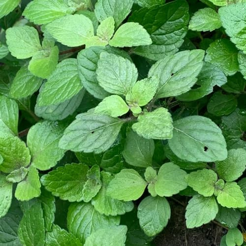 Semi di menta piperita menta piperita esotica prodotti sostenibili giardino semi di rara balcone verdi 800pcs