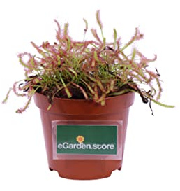 Pianta Carnivora Pianta Carnivora Mangia Insetti pianta da interno pianta ornamentale Carnivora Pianta Carnivora vera venduta da eGarden.store (Drosera Capensis)