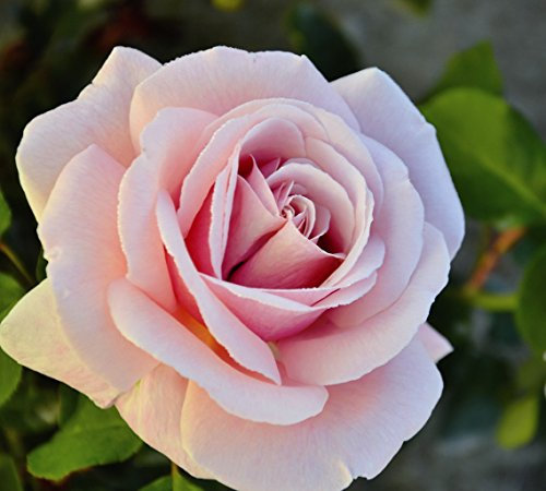 Duftrose d. Provence Frederic Mistral im 5 Liter Rosentopf