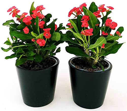 POWERS TO FLOWERS - EUPHORBIA VULCANA ROSSO, 2 PIANTE, VASO 13CM, spina di cristo, piante vere