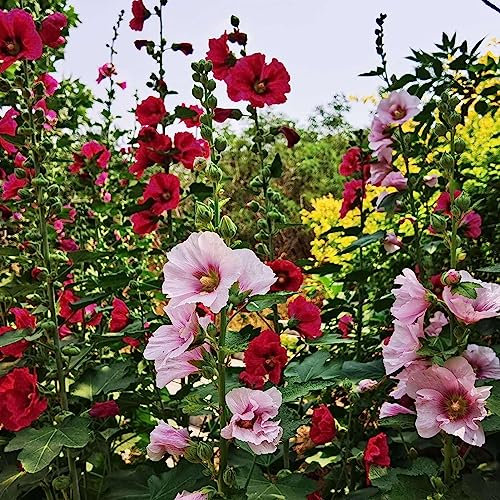 Somerway 50pcs / Sac graines de Rose trémière de Couleur mélangée graines de Fleurs pour la Plantation, Facile à Planter arrosage Moyen graines de Rose trémière de Couleur mélangée Outil de