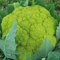 Semillas de coliflor verde fresca (50 unidades) para plantar