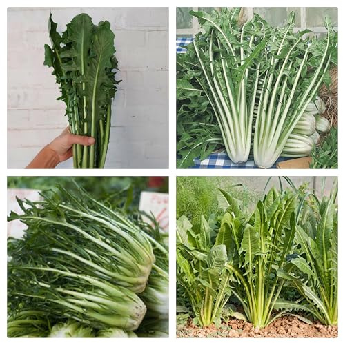 Semi di Cicoria Catalogna Puntarelle NO OGM, 3000 Semi di Cichorium Intybus per Orto, Verdure da Coltivare