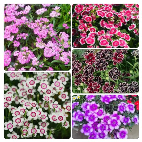 Semi di garofano dolce, giardino balcone raro decorazioni 500pcs