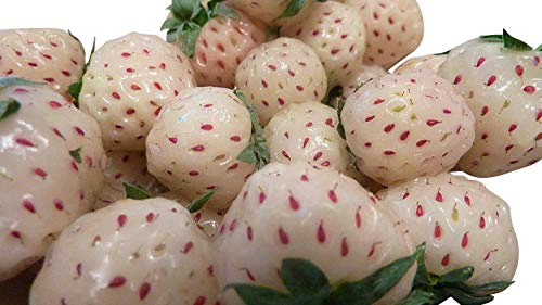 22 paquetes de fresas de piña blanca dura para el invierno.