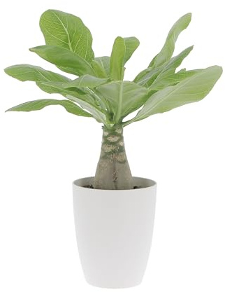 KENTIS - Brighamia Insignis Palma delle Hawaii - Piante Vere da Interni Succulenta - Pianta da Appartamento Ornamentale - H 30/40 cm Vaso Ø 12 cm (Brighamia Insignis, Eco-Vaso White)