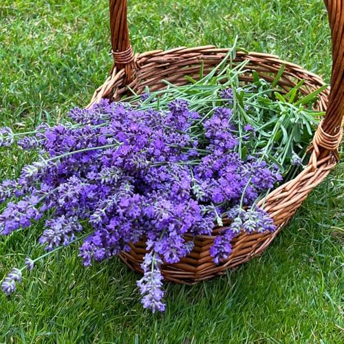 semi di lavanda perenni resistenti, interno, balcone biologici 100pcs