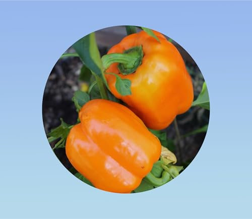 50 graines de poivron orange rewia -.pepper sweet -Poivron doux - Sweet Bell Pepper