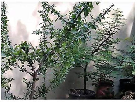 Pcs - 1x Commiphora Edulis Ssp. Holosericea Caudex Ecorce Gris Graines B1997 - Seeds & Plants Shop by Ipsa