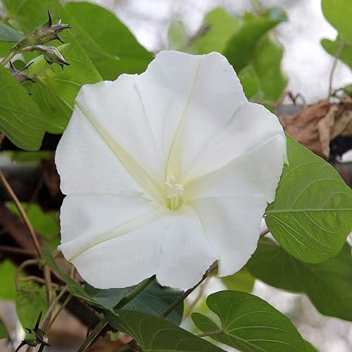 kiskick Weinreben-Blumensamen, 100 Stück, Mondblumen-Weinreben-Blumensamen, Garten, Hof, Zaun, Zierpflanze, Dekor Mondblumensamen