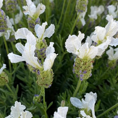 lavanda - semillas de lavanda semillas de silvestres Cubresuelos resistentes arbustos jardín resistentes sostenibles bancal 100semillas