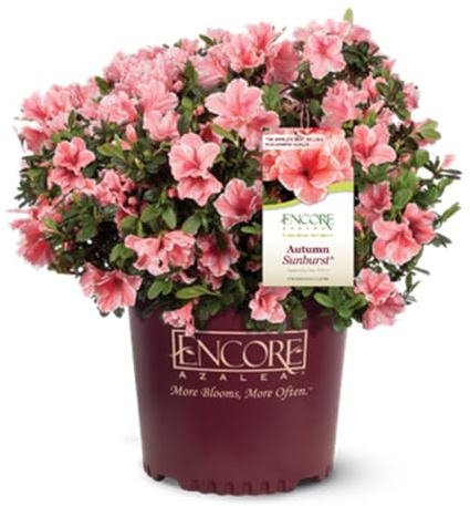 Encore Azalea Autumn Sunburst (3 Gallon) Coral Pink and White Flowering Plants - Full Sun Live Outdoor Plant Evergreen Rhododendron
