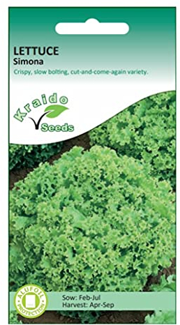 Lettuce Seeds Simona Lactuca Sativa 1250 Seeds Grow Your Own Vegetable Perfect for Outdoor Growing in Raised Beds or in Large Pots and Containers