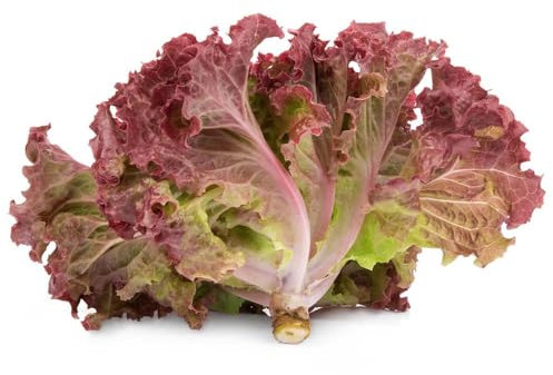 400 Pezzi Semi Di Lattuga Rialzata - Lactuca Sativa - Semi Di Lattuga Tagliata, Semi Di Aiuole Rialzate, Semi Di Ortaggi Antichi Raccogliere Lattuga, Semi Di Lattuga, Semi Di Lattuga