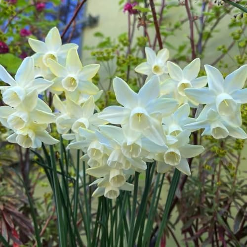 narcisi bulbi di,a crescita da giardino,facile da resistenti per il giardino to,colorato decorazioni,decorazioni moderne 4Bulbo
