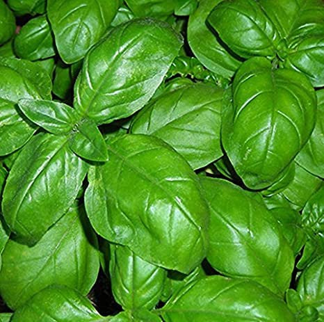 BASILICO ITALIANO CLASSICO NR.3000 SEMI (IDEALE PER PESTO) PAGANO DOMENICO E FIGLI SEMENTI