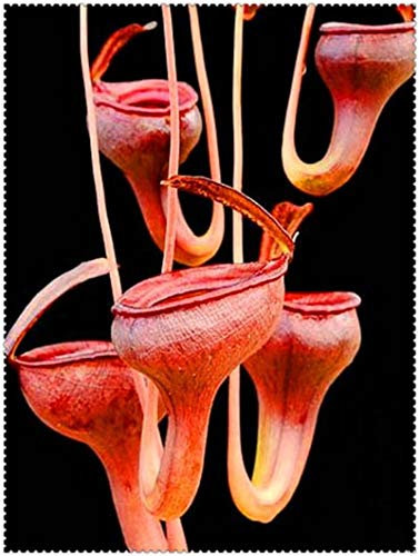 100 clip Pz Dionaea muscipula gigante Venere acchiappamosche in vaso Insettivori Seed Pigliamosche per il giardino: 8