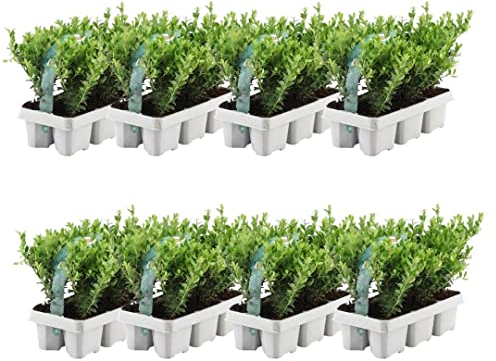 Plants by Frank – 48 Stechpalme | Heckenpflanzen Winterhart | 48 x Ø7 cm - 15 cm Ilex crenata Jenny | Heckenpflanzen | Buchs ersatz | Buchsbaum ersatz