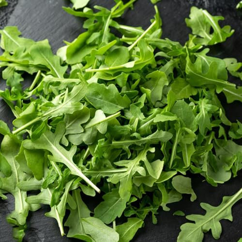 rucola samen winterhart - rucola pflanzen frisch samen, geschenke für gartenfreunde, gemüsesamen winterhart rucolasamen bio mehrjährig, bonsai samen, bio samen gemüs winterharte 500pcs