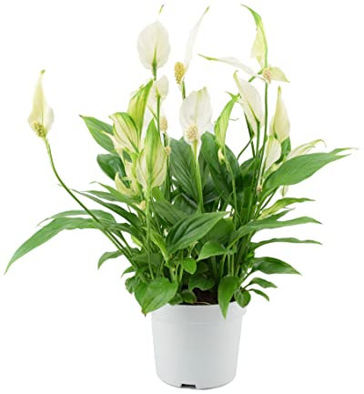 Spathiphyllum Peace Lily Indoor House Plant – with 12cm Pot. Real Live, Living, Long Lasting, White Flowering Plant. Easy to Care for, Maintain and Grow. A Decorative Addition to A Home