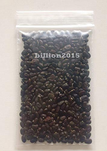 seedsown 250 Semillas - Semillas de nabo ~ Shogoin