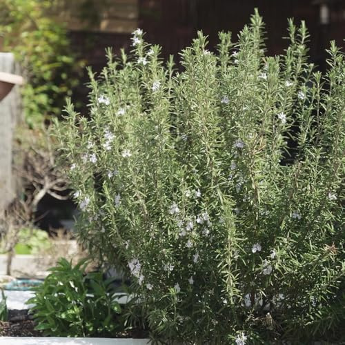 semi di rosmarino di copertura del terreno in vaso decorazione del giardino biologiche da balcone vecchie varietà in vaso serre da balcone rare 100pcs