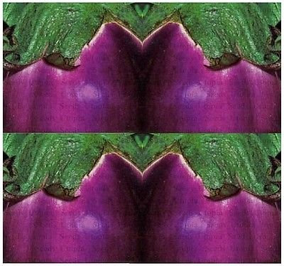 (40) PURPLE FIORENTINI - semi VIOLETTA DI FIRENZE melanzane