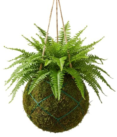 Kokedama Natural de Helecho Bostón Planta Viva de Interior Artesanal | DECOALIVE Decoración Natural