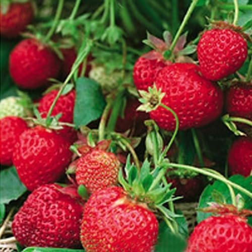 50 pezzi di fragola rampicante rossa quattro stagioni casa giardino frutta decorazione piante semi per piantare giardino