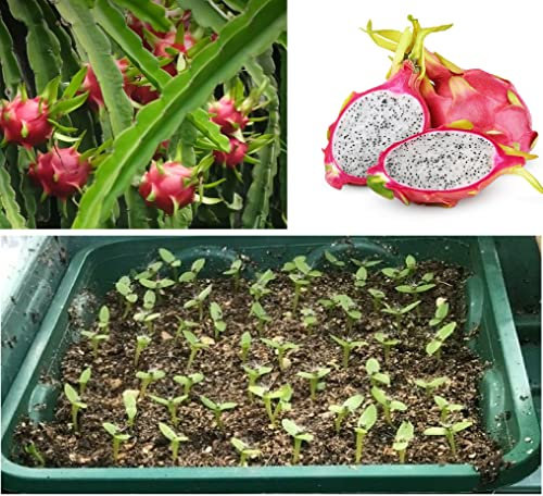 Dragon Fruit Seeds | White Fleshed | Pitaya | 20+ Seeds